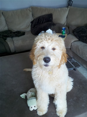 Goldendoodle