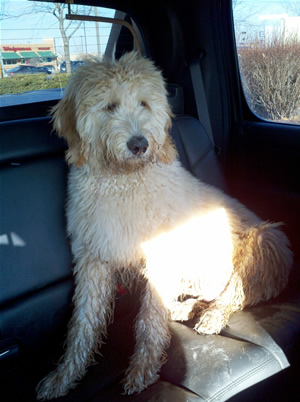 Goldendoodle