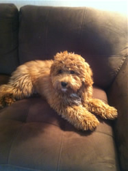 Goldendoodle