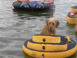 Goldendoodle