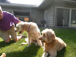 Goldendoodle