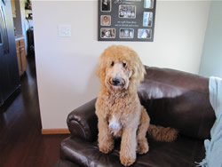 Goldendoodle