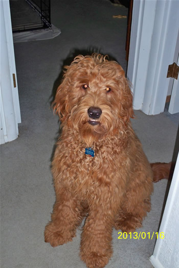 Goldendoodle