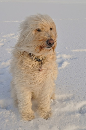 Goldendoodle