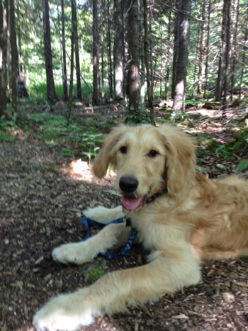 Goldendoodle