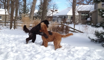 Goldendoodle