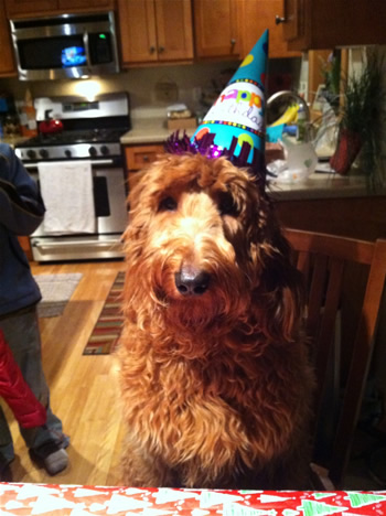 Goldendoodle