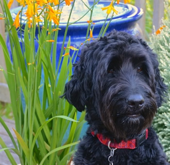 Goldendoodle