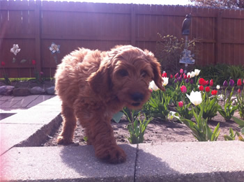 Goldendoodle