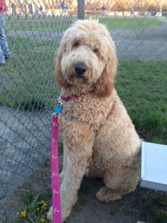 Goldendoodle