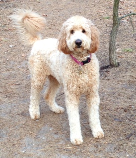 Goldendoodle