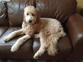 Goldendoodle