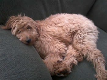 Goldendoodle