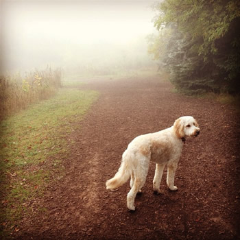 Goldendoodle