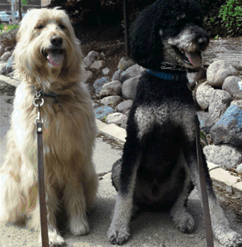 Goldendoodle