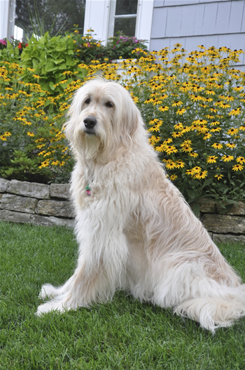 Goldendoodle