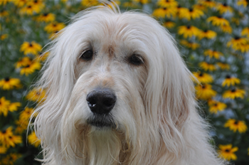 Goldendoodle