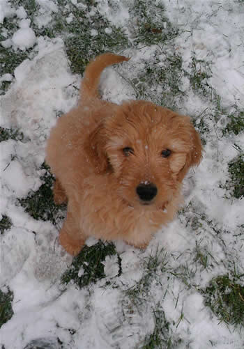 Goldendoodle