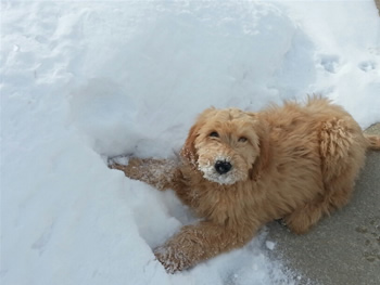 Goldendoodle