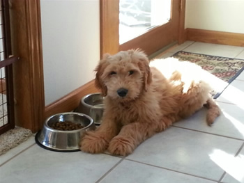 Goldendoodle