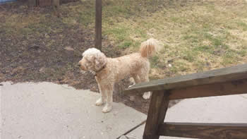 Goldendoodle