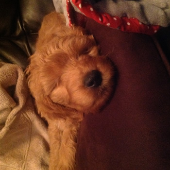 Goldendoodle