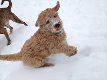 Goldendoodle