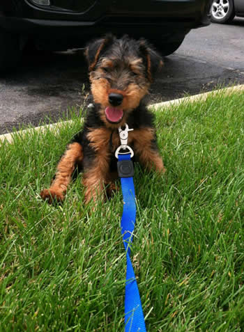 wheaten Terrier