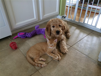 Goldendoodle