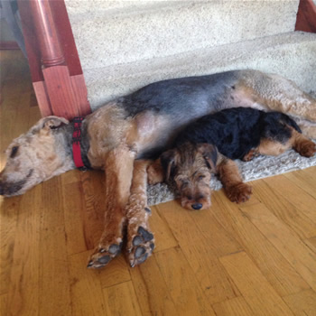 wheaten Terrier