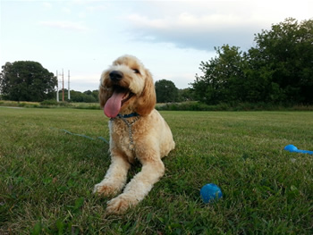 Goldendoodle'