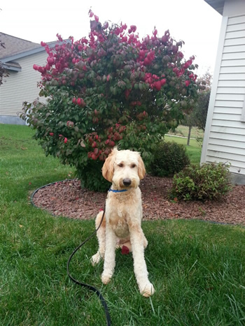 Goldendoodle