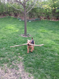 wheaten Terrier