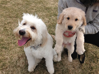 Goldendoodle