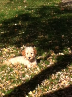 Goldendoodle