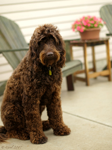 Goldendoodle