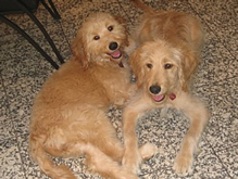 Goldendoodle