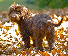 Goldendoodle