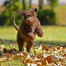 Goldendoodle