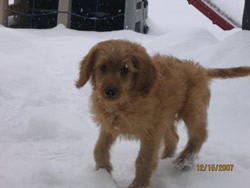 Goldendoodle