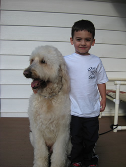 Goldendoodle Pic