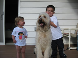 Goldendoodle Pic